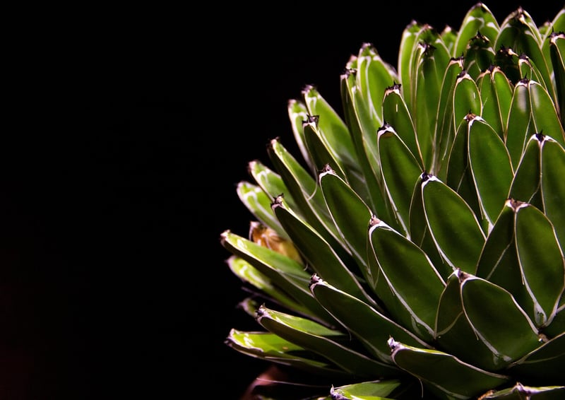 Succulent Wall Display
